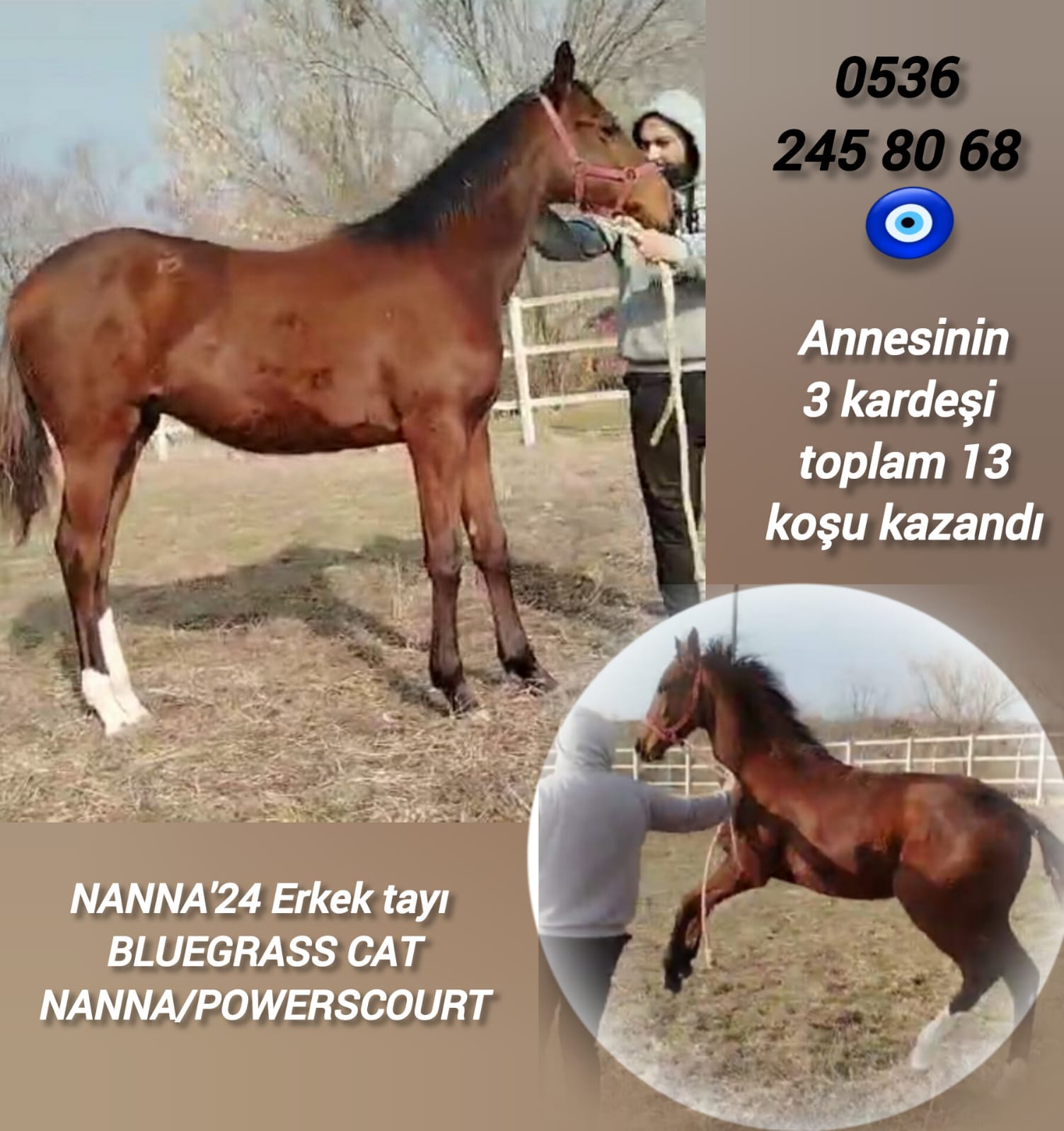 NANNA'24 Erkek tayı  (BLUEGRASS CAT-NANNA/POWERSCOURT) Ankara'da